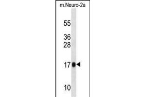 Mouse Rpl13a Antibody (N-term) (ABIN1539263 and ABIN2838309) western blot analysis in mouse Neuro-2a cell line lysates (35 μg/lane). (RPL13A antibody  (N-Term))