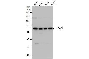 WB Image HDAC1 antibody detects HDAC1 protein by western blot analysis. (HDAC1 antibody)