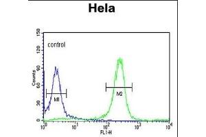 FYN Antibody (N-term) (ABIN652383 and ABIN2841851) flow cytometric analysis of Hela cells (right histogram) compared to a negative control cell (left histogram).