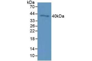 Detection of CD72 in Mouse Testis Tissue using Polyclonal Antibody to Cluster Of Differentiation 72 (CD72) (CD72 antibody  (AA 169-359))