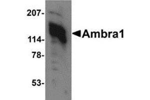Western blot analysis of Ambra1 in 3T3 cell lysate with AP30047PU-N Ambra1 antibody at 1 μg/ml. (AMBRA1 antibody  (C-Term))