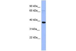 WB Suggested Anti-IER5 Antibody Titration: 0.