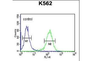 RCO Antibody (N-term) ABIN653847 flow cytometric analysis of K562 cells (right histogram) compared to a negative control cell (left histogram).