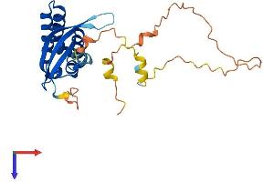 PX Domain Containing 1 (PXDC1) (AA 1-231) protein (His tag)