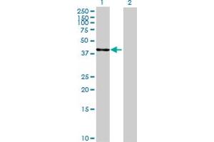 Western Blot analysis of NDRG2 expression in transfected 293T cell line by NDRG2 MaxPab polyclonal antibody. (NDRG2 antibody  (AA 1-360))