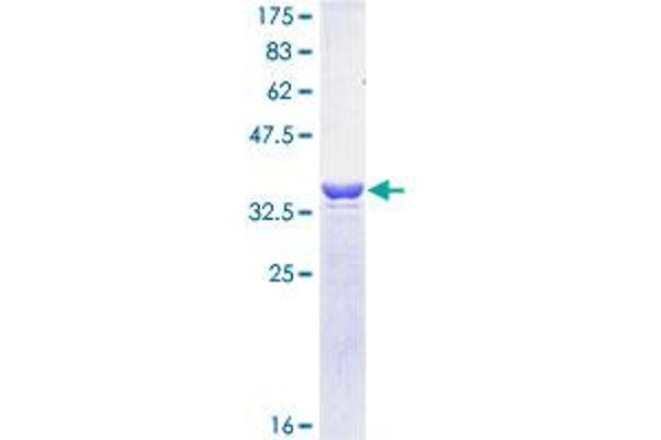 PSMD14 Protein (AA 1-95) (GST tag)