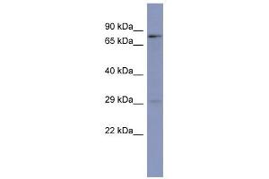 PURB antibody used at 1 ug/ml to detect target protein. (PURB antibody  (N-Term))