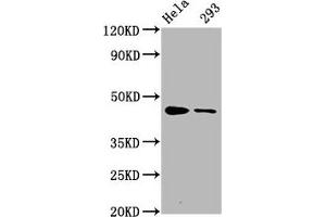 Western Blot Positive WB detected in Hela whole cell lysate,293 whole cell lysate All lanes Phospho-CREB1 antibody at 1. (Recombinant CREB1 antibody  (pSer133))