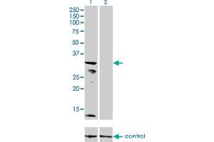 Western blot analysis of KCNJ15 over-expressed 293 cell line, cotransfected with KCNJ15 Validated Chimera RNAi (Lane 2) or non-transfected control (Lane 1). (KCNJ15 antibody  (AA 290-355))