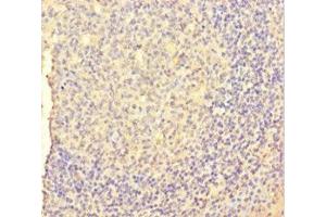 Immunohistochemistry of paraffin-embedded human tonsil tissue using ABIN7158866 at dilution of 1:100 (M-CSF/CSF1 antibody  (AA 33-554))
