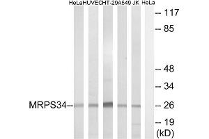 Western blot analysis of extracts from HeLa cells, HUVEC cells, HT-29 cells, A549 cells and Jurkat cells, using MRPS34 antibody. (MRPS34 antibody  (C-Term))