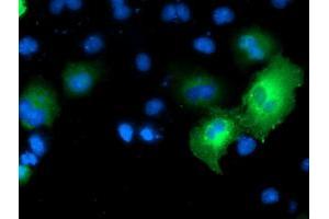 Anti-MAPK7 mouse monoclonal antibody (ABIN2454050) immunofluorescent staining of COS7 cells transiently transfected by pCMV6-ENTRY MAPK7 (RC203506). (MAPK7 antibody)