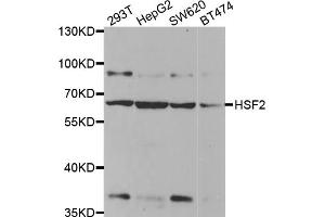 Western blot analysis of extracts of various cell lines, using HSF2 antibody. (HSF2 antibody)