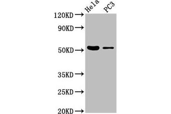 CELF6 抗体  (AA 292-395)