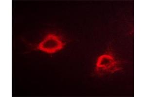 ABIN6267298 staining Hela cells by ICC/IF. (APP antibody  (pThr668))