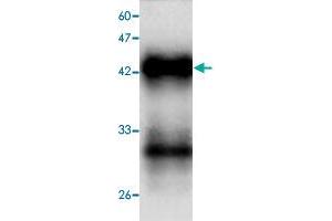 Western blot analysis in HAV VP1 recombinant protein with  Hepatitis A virus  VP1 monoclonal antibody, clone 54d64  at 1 : 1000 dilution. (HAV VP1 antibody  (AA 7-143))