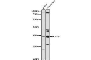 Western blot analysis of extracts of various cell lines, using HOX antibody (ABIN3015695, ABIN3015696, ABIN1680332 and ABIN6219047) at 1:500 dilution. (HOXA9 antibody  (AA 1-190))