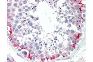 Anti-SLC30A9 / ZNT9 antibody IHC staining of human testis. (SLC30A9 antibody  (AA 103-151))
