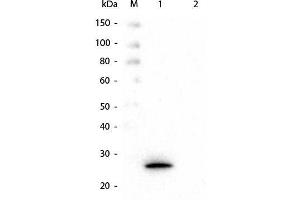 Western Blot of Mouse anti-GSTK1 Monoclonal Antibody. (GSTK1 antibody  (GST tag))
