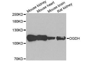 Western blot analysis of extracts of various tissues, using OGDH antibody.