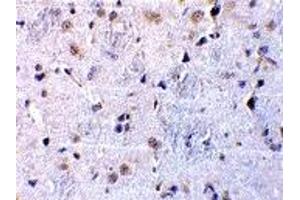 Immunohistochemistry (IHC) image for anti-C1q and Tumor Necrosis Factor Related Protein 7 (C1QTNF7) (N-Term) antibody (ABIN1031333) (CTRP7 antibody  (N-Term))