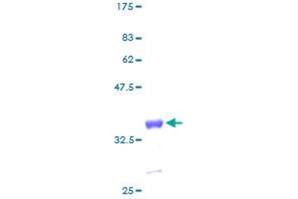 GNG11 Protein (AA 1-73) (GST tag)