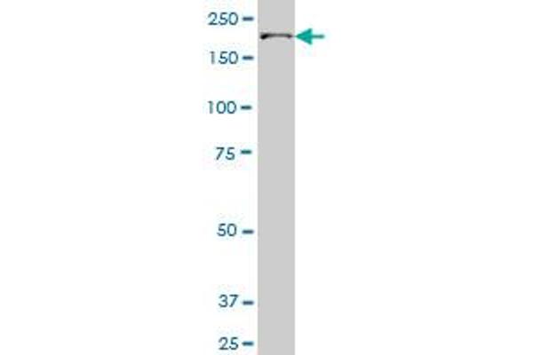 UBR1 antibody  (AA 2-100)