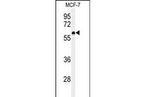 Western blot analysis of FA20A Antibody (N-term) (ABIN651160 and ABIN2840105) in MCF-7 cell line lysates (35 μg/lane). (FAM20A antibody  (N-Term))