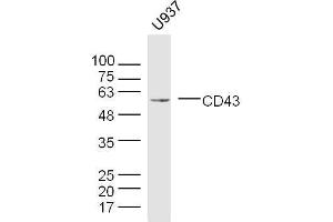 U937 cell lysates probed with CD43 Polyclonal Antibody, unconjugated  at 1:300 overnight at 4°C followed by a conjugated secondary antibody for 60 minutes at 37°C.
