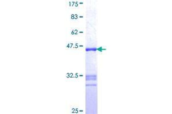 AGTPBP1 Protein (AA 1087-1186) (GST tag)