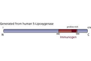 Image no. 3 for anti-Arachidonate 5-Lipoxygenase (ALOX5) (AA 442-590) antibody (ABIN968117) (ALOX5 antibody  (AA 442-590))