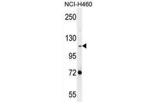 Western blot analysis in NCI-H460 cell line lysates (35ug/lane) using PCDHAC2 Antibody . (PCDHAC2 antibody  (Middle Region))