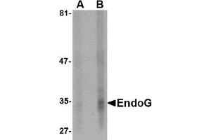 Western Blotting (WB) image for anti-Endonuclease G (ENDOG) antibody (ABIN1031749) (Endonuclease G antibody)