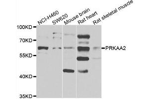 Western blot analysis of extracts of various cell lines, using PRKAA2 antibody. (PRKAA2 antibody)