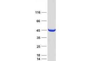 Validation with Western Blot (NME7 Protein (Transcript Variant 2) (Myc-DYKDDDDK Tag))