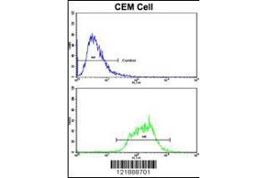 Flow cytometric analysis of CEM cells using ND5 Antibody (bottom histogram) compared to a negative control cell (top histogram). (MT-ND5 antibody  (C-Term))