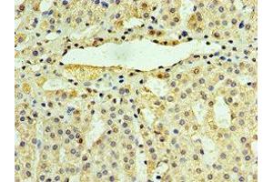Immunohistochemistry of paraffin-embedded human adrenal gland tissue using ABIN7174370 at dilution of 1:100 (UCHL3 antibody  (C-Term))