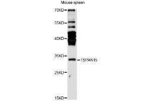 Western blot analysis of extracts of mouse spleen, using TSPAN15 antibody (ABIN6291624) at 1:3000 dilution. (Tetraspanin 15 antibody)