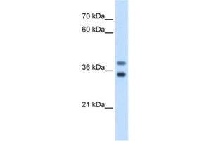 Western Blotting (WB) image for anti-Glycerophosphodiester Phosphodiesterase 1 (GDE1) antibody (ABIN2463055) (GDE1 antibody)