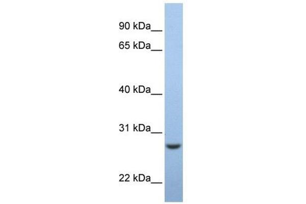 Emc7 antibody  (Middle Region)