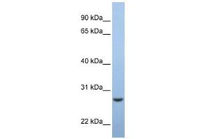 C15ORF24 antibody used at 1 ug/ml to detect target protein.