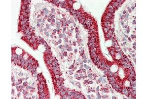 Anti-ATP5A1 / ATP Synthase Alpha antibody IHC staining of human small intestine. (ATP5A1 antibody  (AA 83-94))