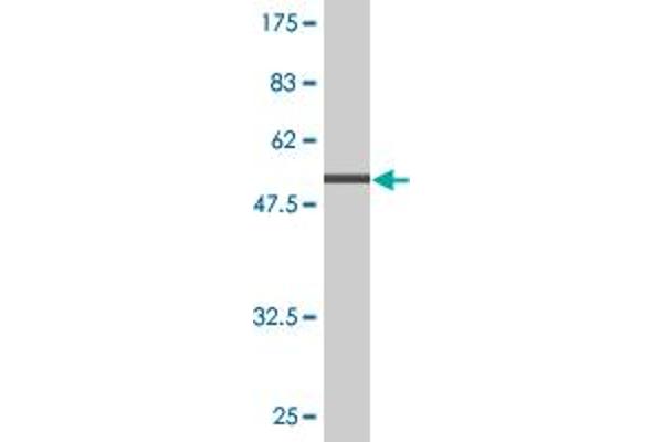 TPM3 antibody  (AA 1-248)