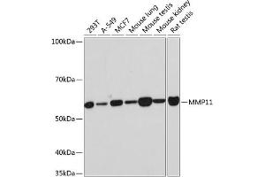 Western blot analysis of extracts of various cell lines, using MMP11 Rabbit mAb (ABIN7268416) at 1:1000 dilution. (MMP11 antibody)