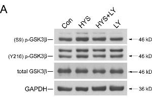 Western Blotting (WB) image for anti-Glyceraldehyde-3-Phosphate Dehydrogenase (GAPDH) antibody (ABIN2857072)