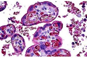 Human Placenta: Formalin-Fixed, Paraffin-Embedded (FFPE) (Complement C3c antibody)