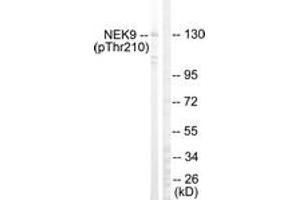 Western blot analysis of extracts from HepG2 cells, using NEK9 (Phospho-Thr210) Antibody. (NEK9 antibody  (pThr210))