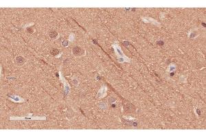 Immunohistochemical staining of human cerebral cortex tissue using anti-Alpha Tubulin antibody. (Recombinant alpha Tubulin antibody)