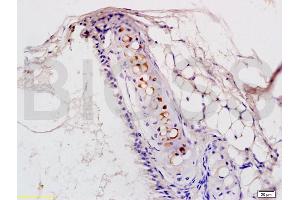Formalin-fixed and rat lung tissue labeled with Anti-PTAFR Polyclonal Antibody, Unconjugated (ABIN687127) at 1:200 followed by conjugation to the secondary antibody and DAB staining (PTAFR antibody  (AA 231-342))