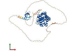 AlphaFold protein structure predicition of Mouse Recombinant Cdyl2 Protein, UniprotID Q9D5D8 (CDYL2 Protein (AA 1-503) (His tag))